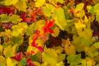 USA, New Mexico, Jemez National Recreation Area. Red Virginia creepers among foliage. Art Print